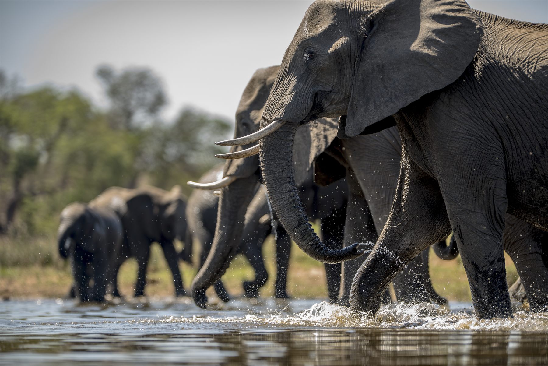A herd of elephants drinking at a waterhole