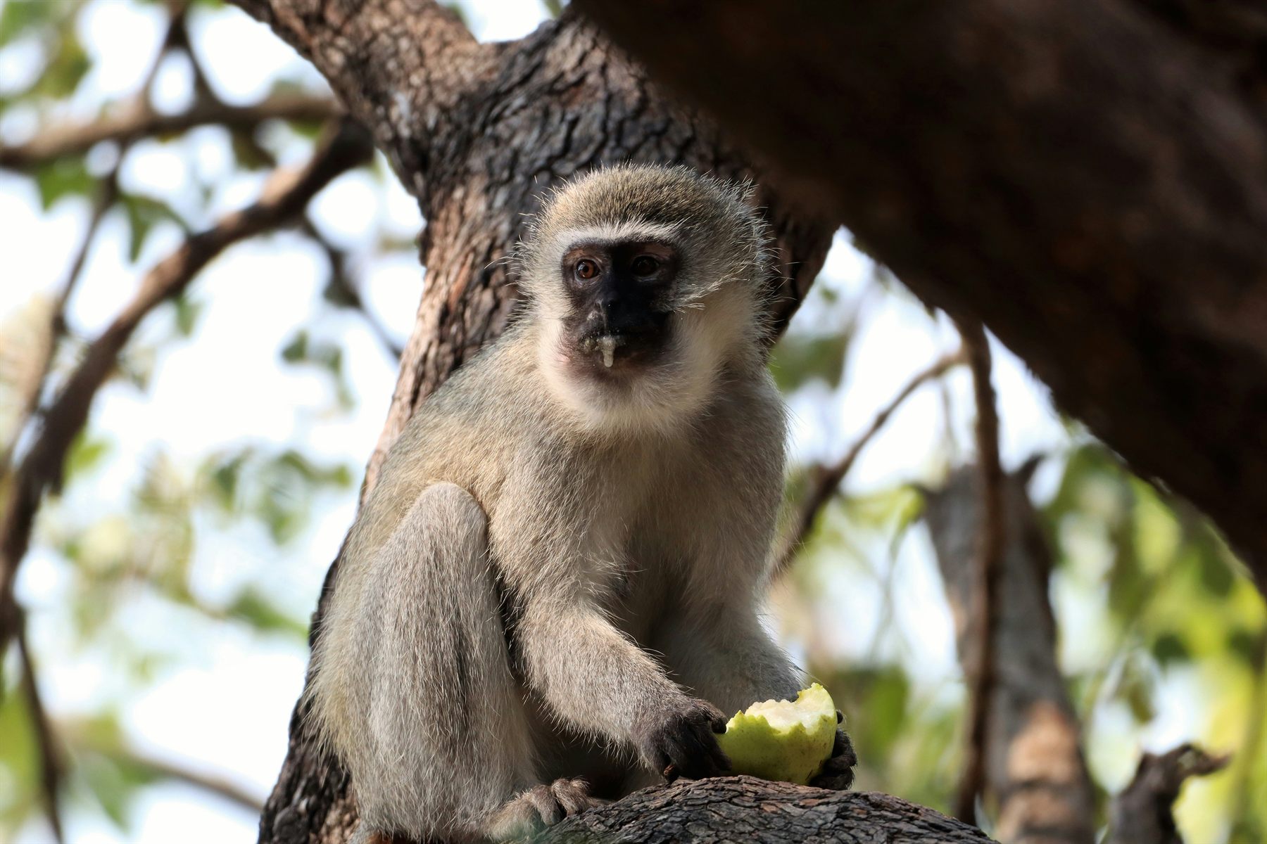 A monkey resting in the branches of a rainforest tree