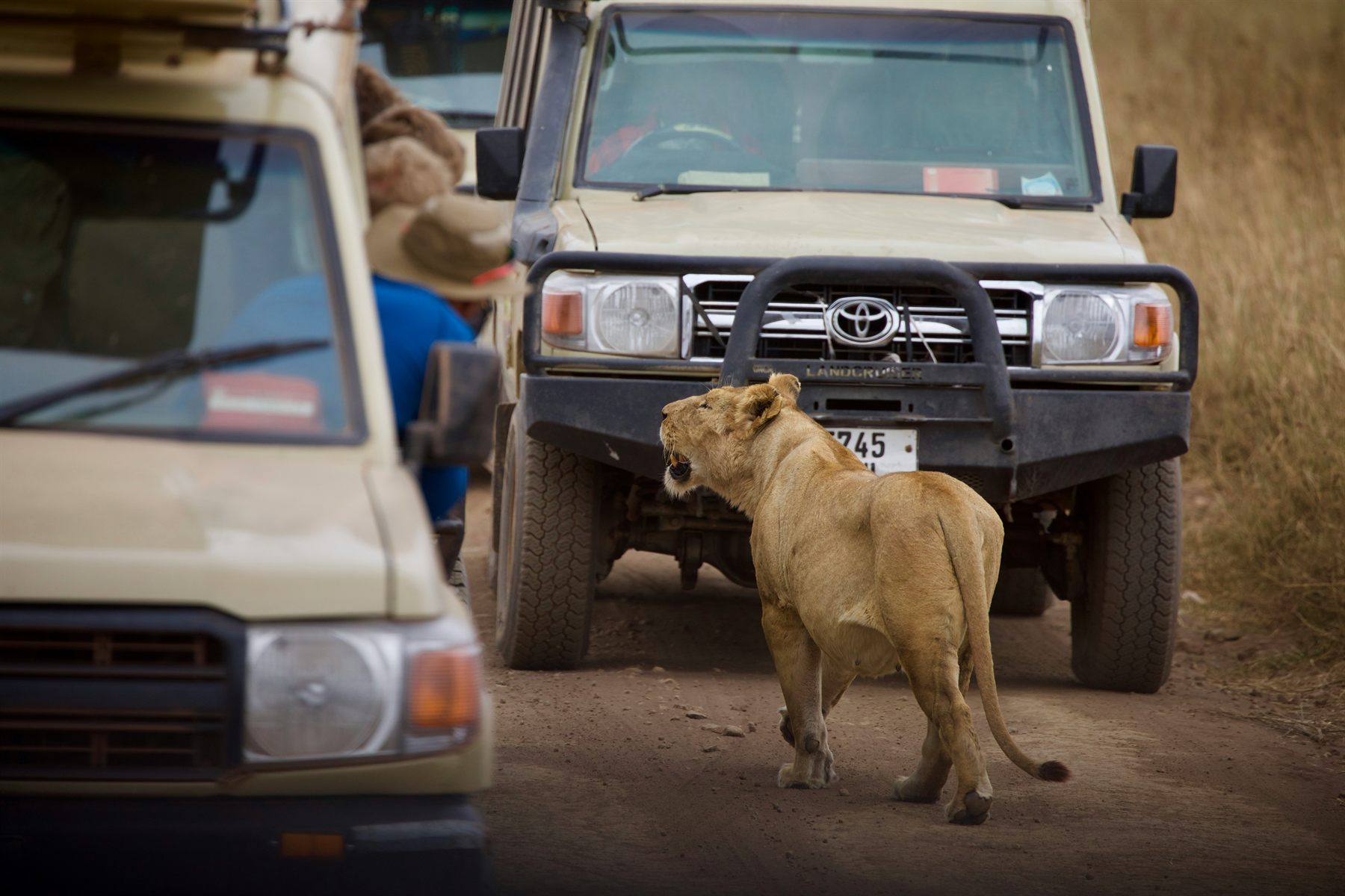 A lioness walking past a safari vehicle on a game drive