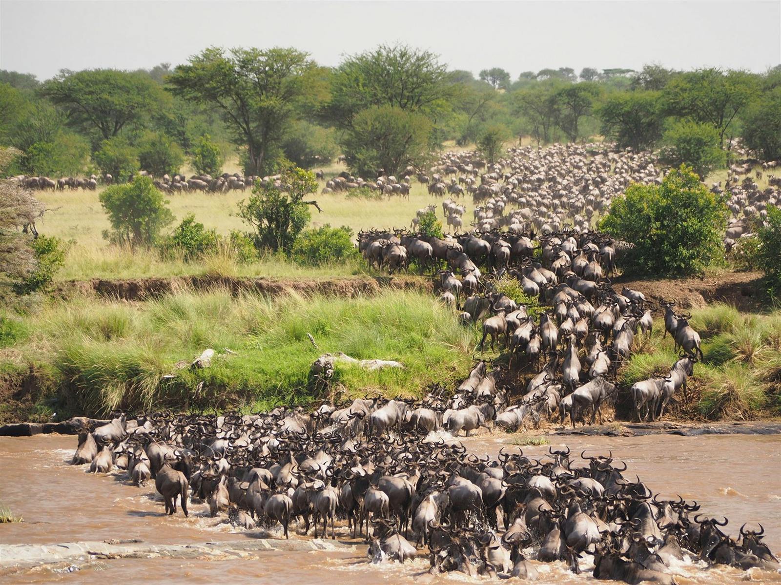 Thousands of wildebeest strung across the Serengeti plains on the Great Migration