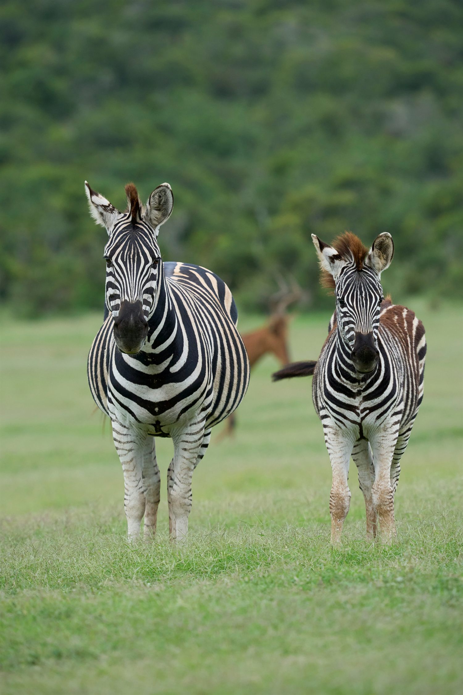 Two zebra standing side by side in green grass